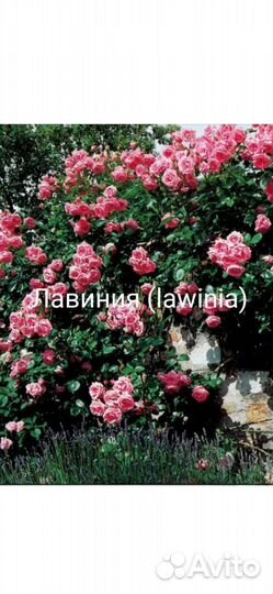 Роза плетистая