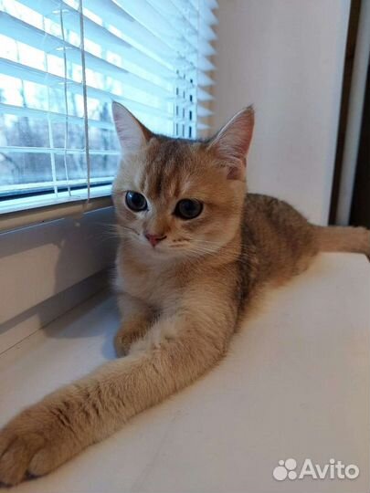 Вязка, британец, золотая шиншила