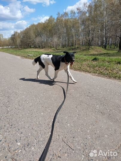 Взрослый пёс в добрые руки