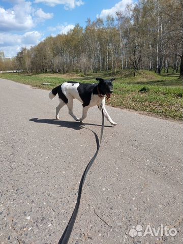 Взрослый пёс в добрые руки