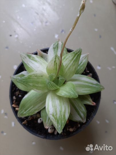 Хавортия cymbiformis forma 'variegata'
