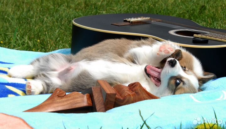 Вельш корги пемброк