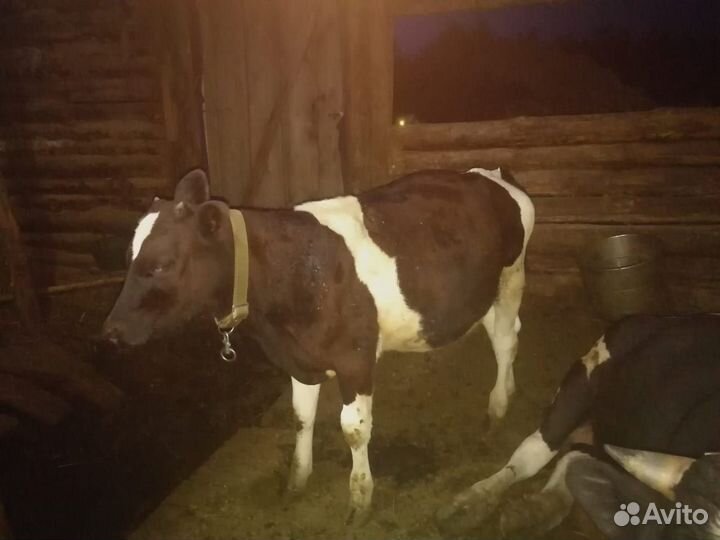 Телята:тёлки и бычки