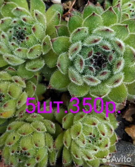 Молодило каменная роза