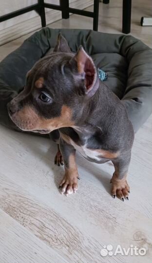 Американский Булли