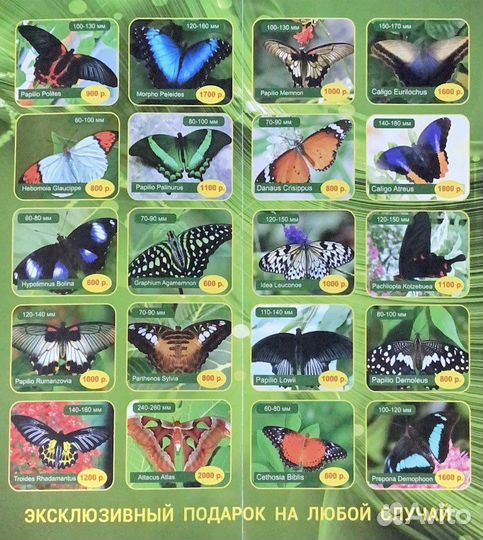 Ферма бабочек