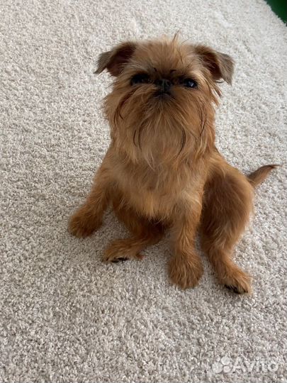 Догситтер/Передержка собак