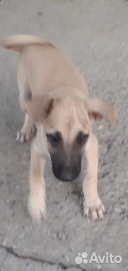 Щенки. Подростки. Все мальчики. Ищем ручки