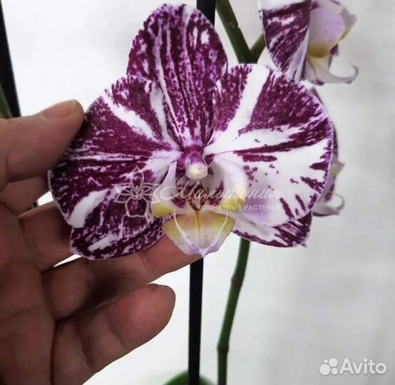 Орхидея Miki Chocolate