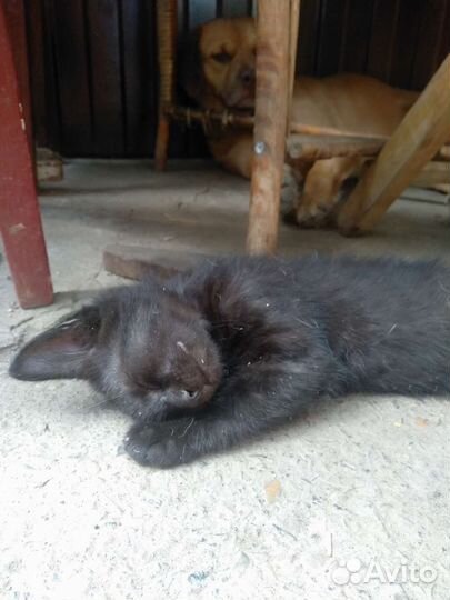 Кошки и коты в добрые руки