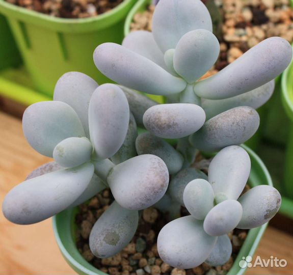 Пахифитум суккуленты