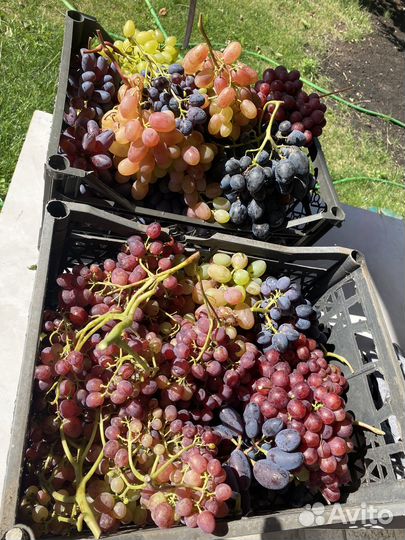 Черенки -винограда