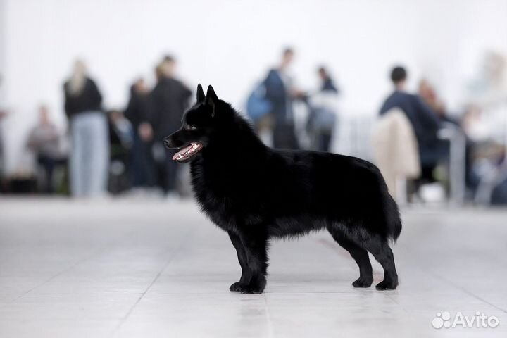 Продается кобель схипперке