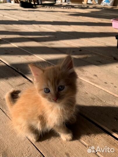 Котята в добрые руки