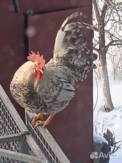 Петух мехеленской кукушки Марана Ч С, Легбар, Ия