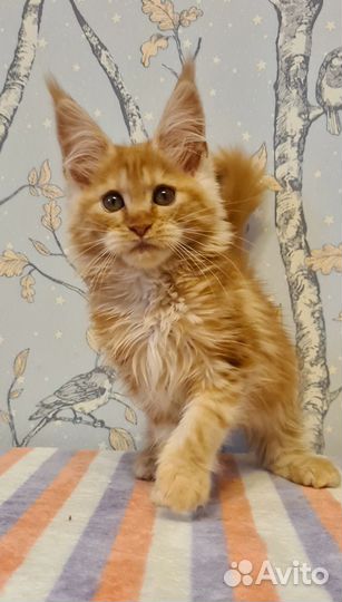 Мейн-кун девочка