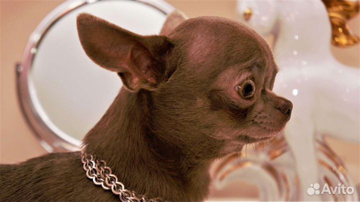 Вязка. Лиловый кобель(мини). Альфред. 