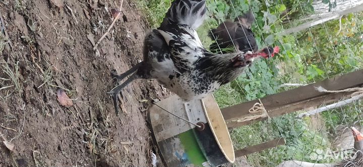 Молодые петухи