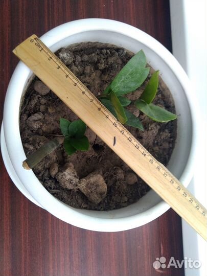 Замиокулькас