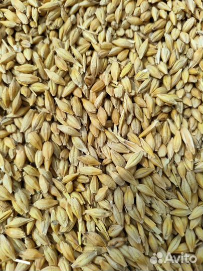 Пшеница. Овёс