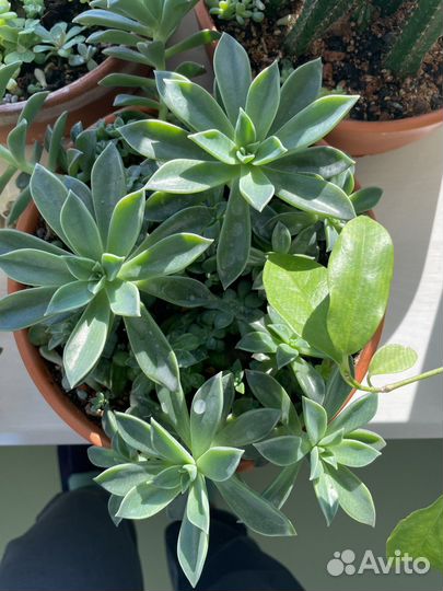 Сиккуленты