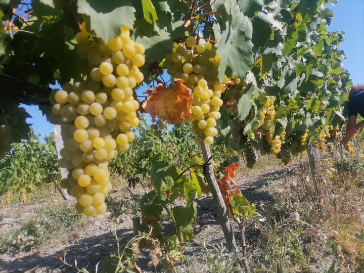 Участок 10 га (СНТ, ДНП)