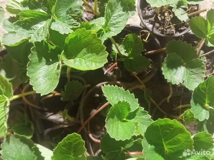 Рассада клубники Дар