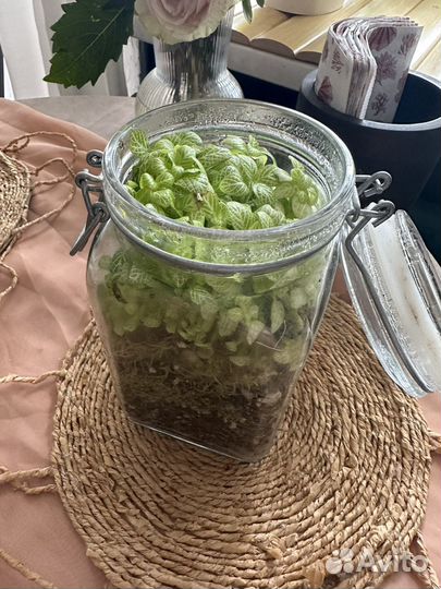 Комнатные цветы