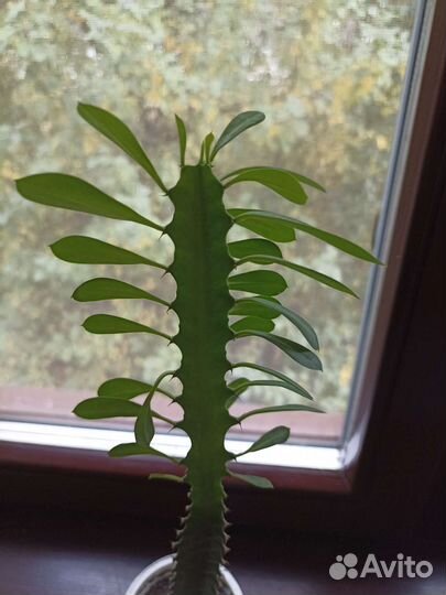 Молочай трехгранный