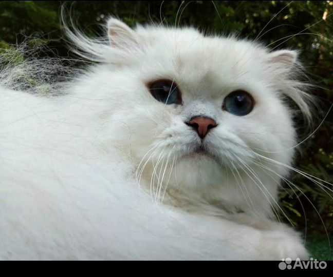 Длинношерстный кот вязка ns1233