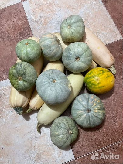 Тыква кабачки