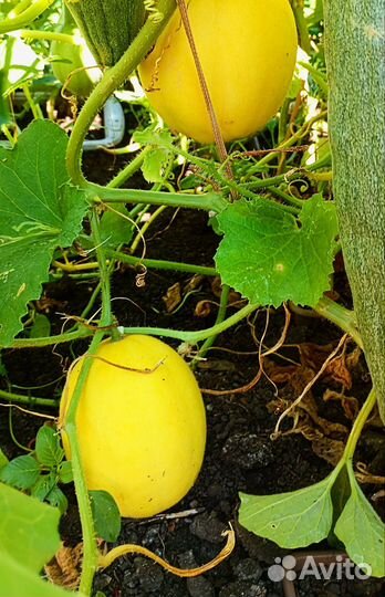 Огурдыня семена