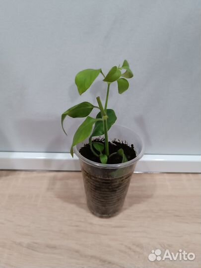 Белопероне