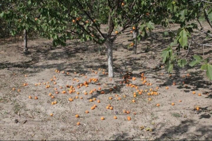 Участок 6 сот. (СНТ, ДНП)