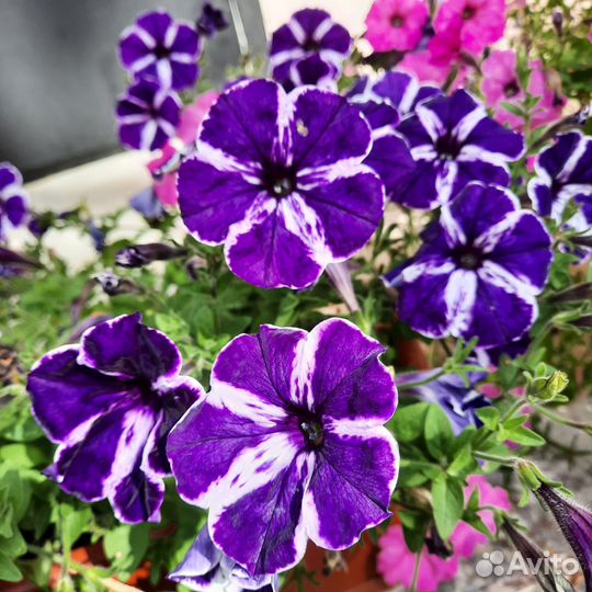 Вегетативная петуния