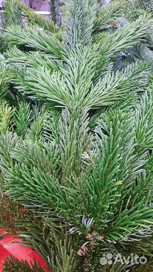 Композиция из нобилиса для дома