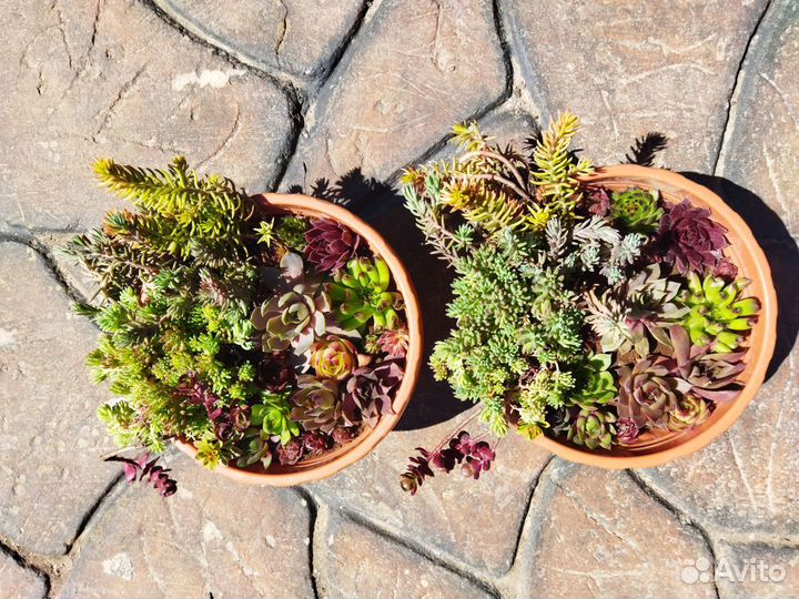 Молодило, седум