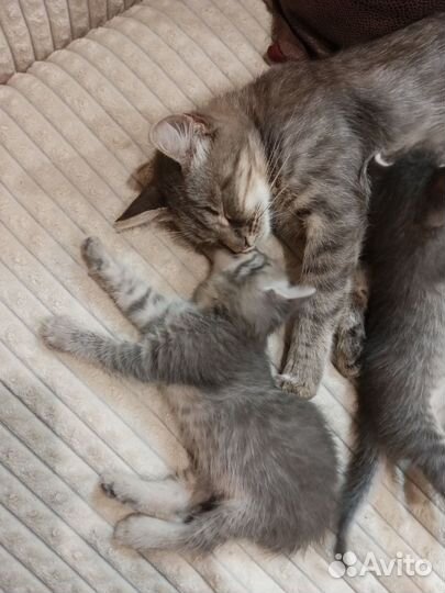 Кошки в добрые руки бесплатно