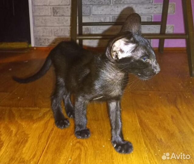 Ориентальный мальчик