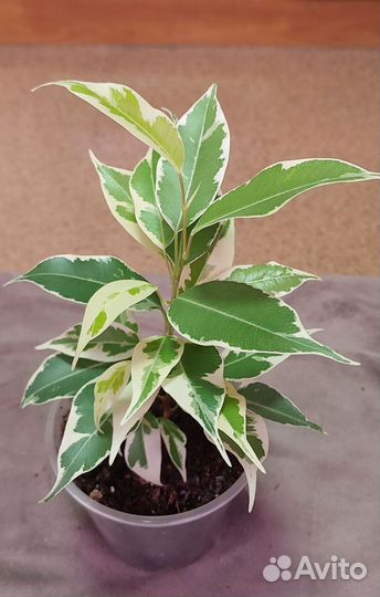 Сортовые фикусы