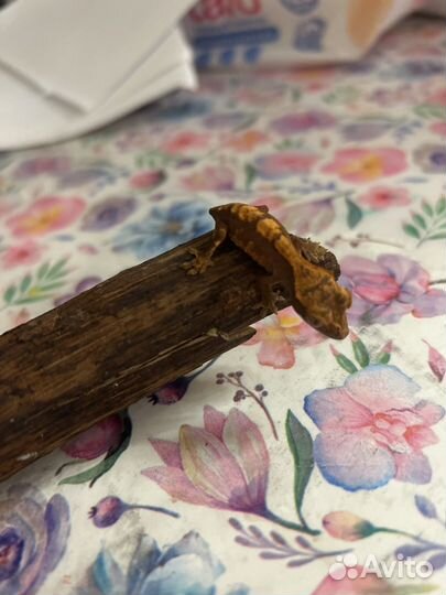 Гекор бананоед