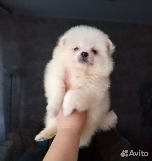 Померанский шпиц