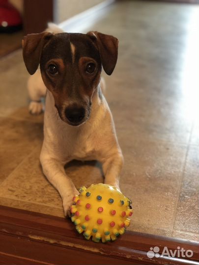 Кобель для вязки Джек Рассел