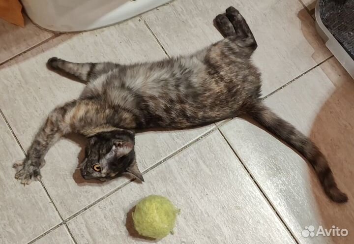 Котенок на счастье