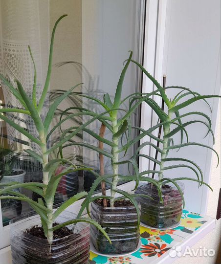 Алоэ столетник