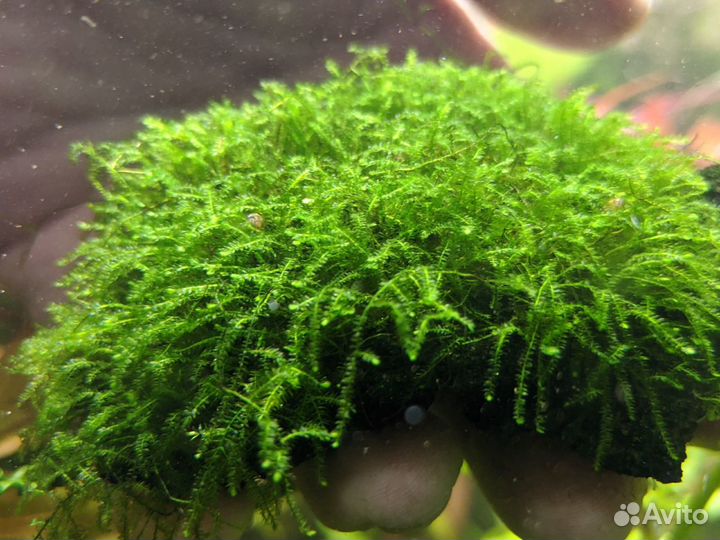 Мхи аквариумные