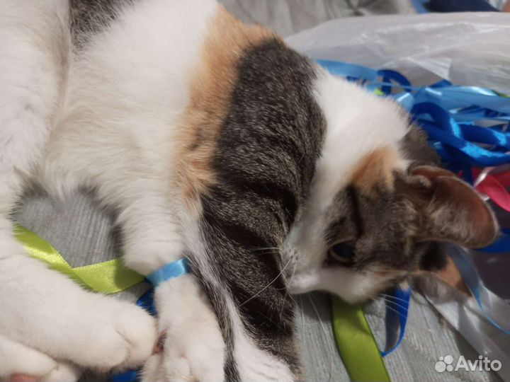 Кошка с самыми красивыми глазками