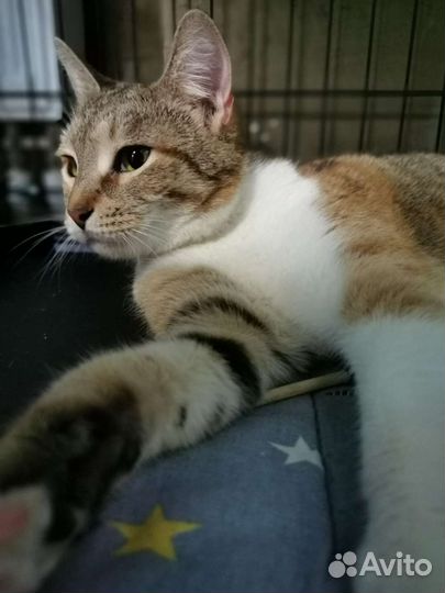 Кошечка Роза ищет дом и погладушки