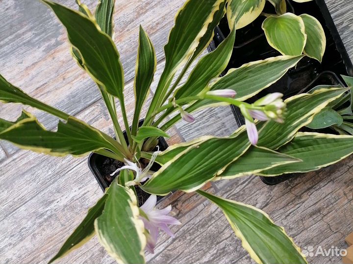 Хосты, Магония падуболистная