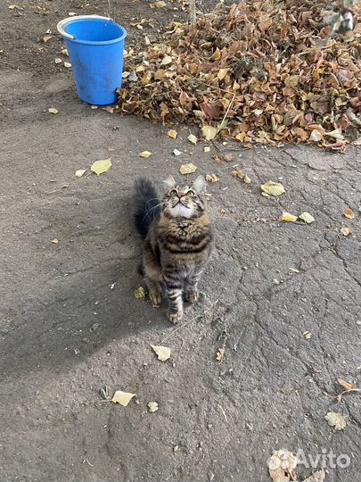 Кот в добрые руки